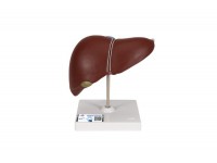model trzustki - 1019553 [w33367] 3b scientific modele anatomiczne 7